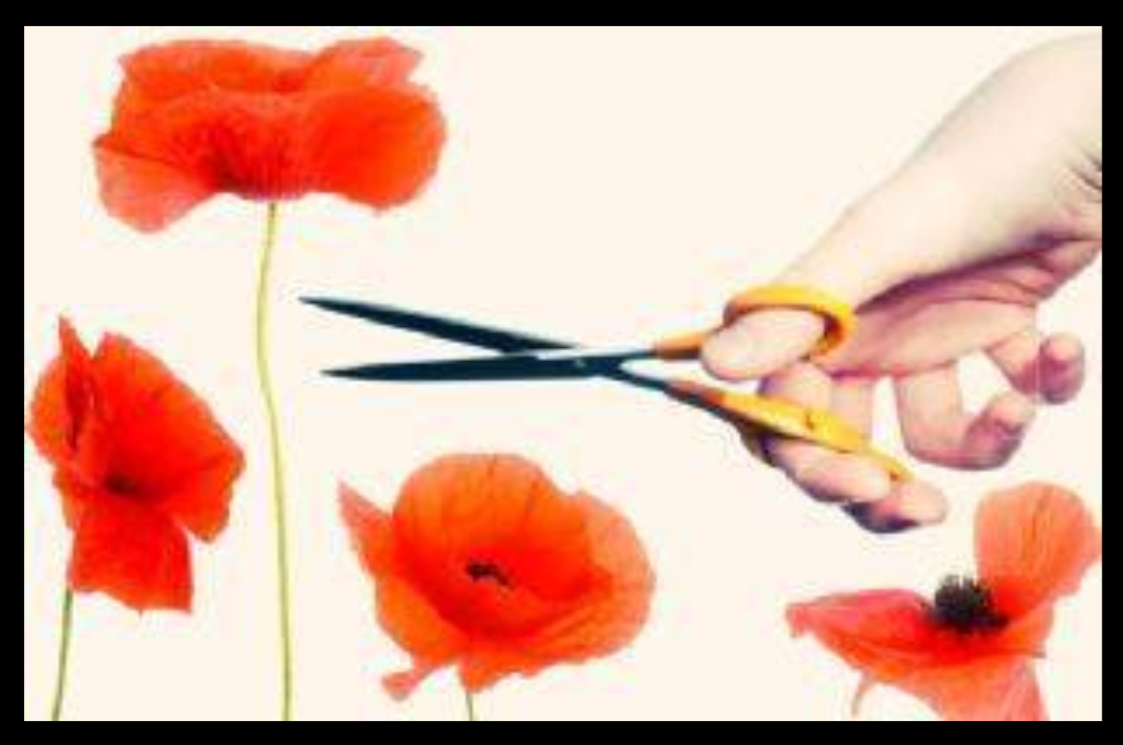 Tall Poppy Syndrome: Mind Your Own Business To Win Without Competing